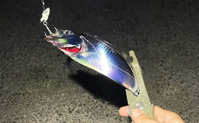 【陸っぱりルアータチウオ釣り】初心者向け攻略法　マヅメ時はワインドとジグの使い分けが肝！