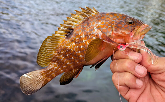 越前海岸のライトソルトゲームでアコウ連発！【福井】シャッドテールのワームに好反応