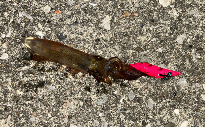 ヒイカエギングに初挑戦【熊本・上天草】群れに当たってまさかの連発！