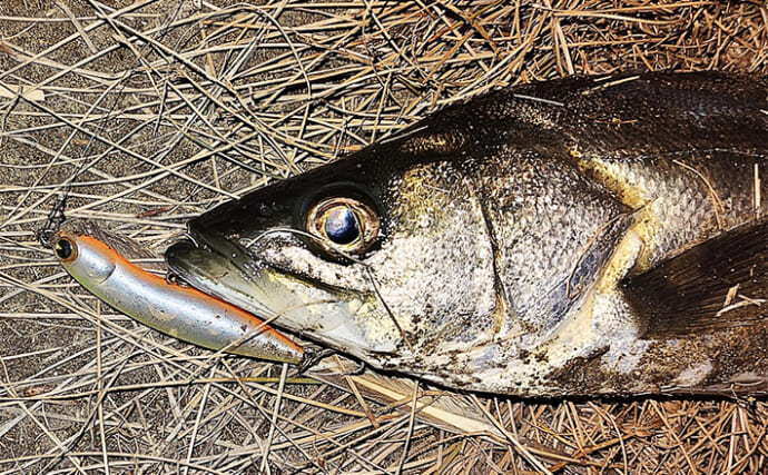 「動くルアーと動かないルアー」どちらが釣れる？ 使い分け方を解説