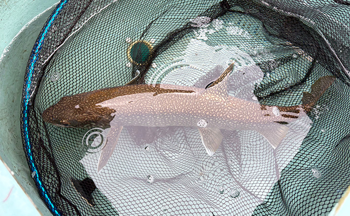 a11b4bb3ba448d1fa402ac3dc62cc9