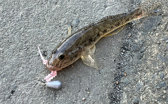 セリアのアジングワームを浜名湖で使ってみたらハゼが猛烈アタック！【表鷲津湖岸公園】