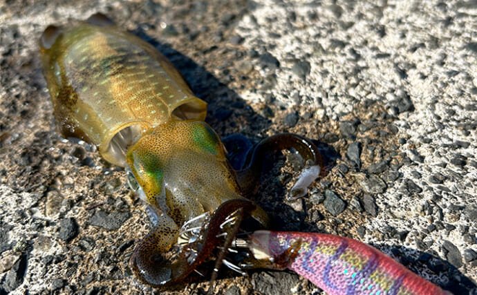 越前海岸で秋エギングが開幕！【福井】新子アオリイカ3匹キャッチに成功