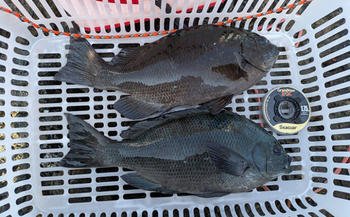 「昼はグレ！夜は良型イサキ！」　有名磯でのフカセ釣りを満喫【大分・深島】