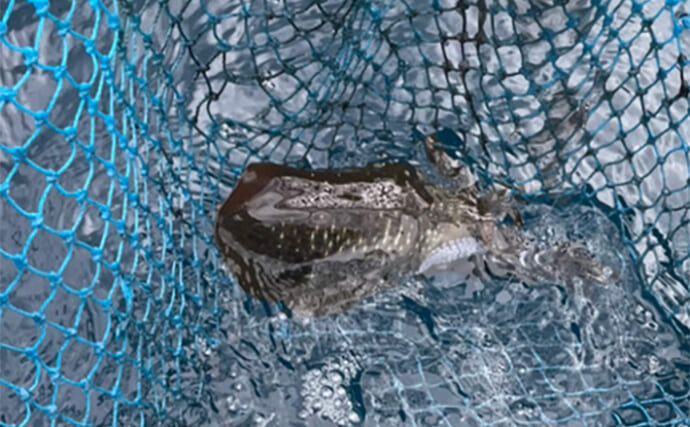 陸っぱりロッドでティップランエギングに初挑戦【福井】見事にアオリイカ20杯手中！