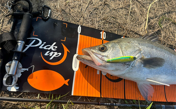 「雨が降った後はシーバスゲームの大チャンス！」 濁りと流れが攻略の決め手