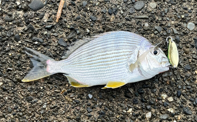 ネット通販の激安スプーンでチニングに挑戦【静岡・表鷲津湖岸公園】本命不発もヘダイがヒット