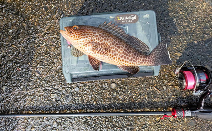 漁港ライトソルトゲームでオオモンハタ祭り！【三重・南伊勢】カンモンハタ＆ヤミハタも登場