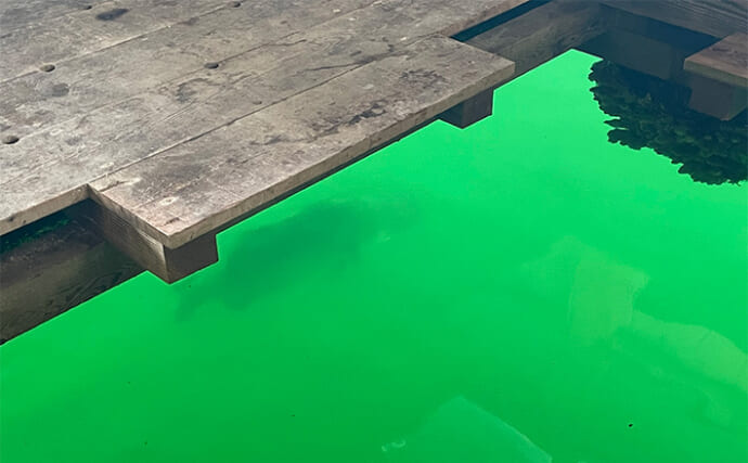 「メーター超えのアカメがヒット！」筏での泳がせ釣りでアカメを狙ってみた【高知】