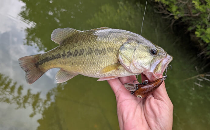 自作ルアーでバスフィッシング【三重】シャロークランクでブラックバスをキャッチ