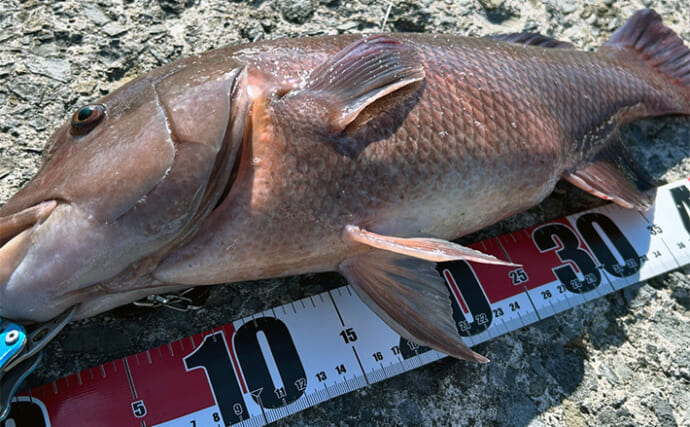 真夏の堤防エサ釣りで52cmコブダイをキャッチ　食い込み重視の胴突き仕掛けが的中