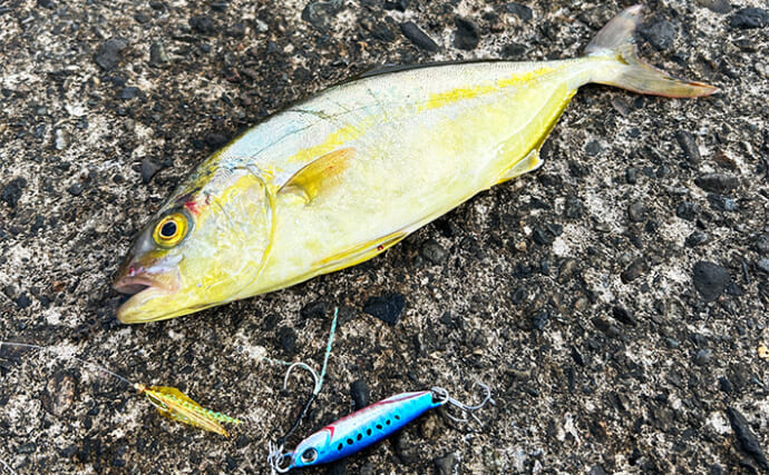 「ジグサビキしか勝たん！」堤防ライトショアジギングでショゴにツバス【福井・茂原人工海水浴場】