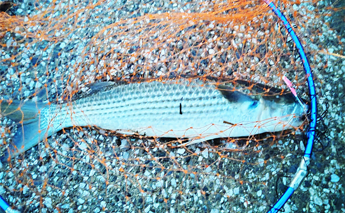 「動くルアーと動かないルアー」どちらが釣れる？ 使い分け方を解説