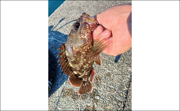 「漁港で高級魚クエが釣れる？」 エサ・ルアー釣りどちらでもクエキャッチに成功【和歌山】