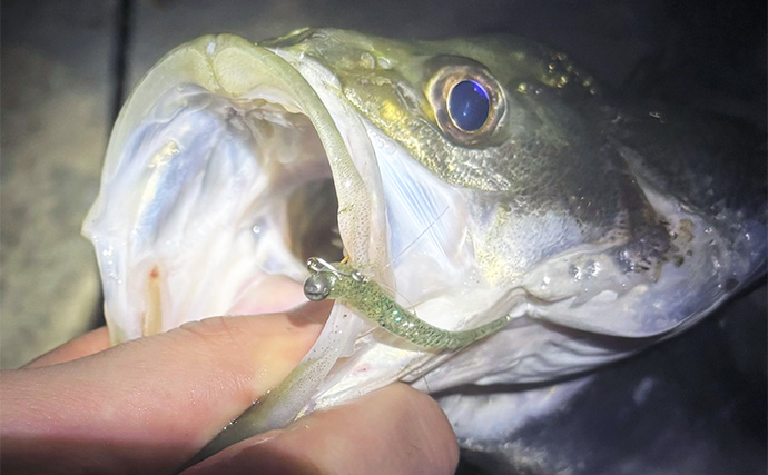 身近な陸っぱりで釣れる【引きが楽しい魚ランキング】 1位は大暴れ＆ジャンプもするあの魚