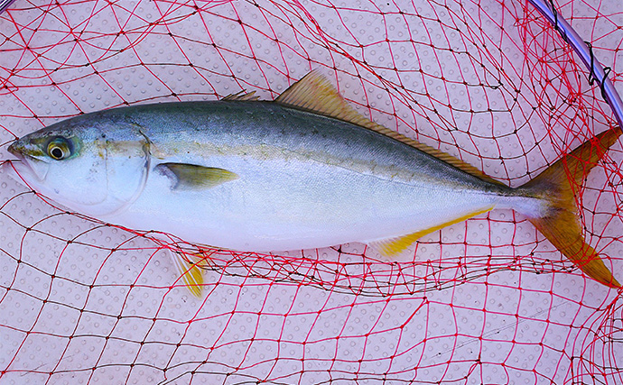 明石沖ボートジギングでハマチ3匹手中【兵庫】ジグの色よりも動きで食わす作戦が成功