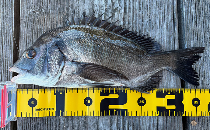 「メーター超えのアカメがヒット！」筏での泳がせ釣りでアカメを狙ってみた【高知】