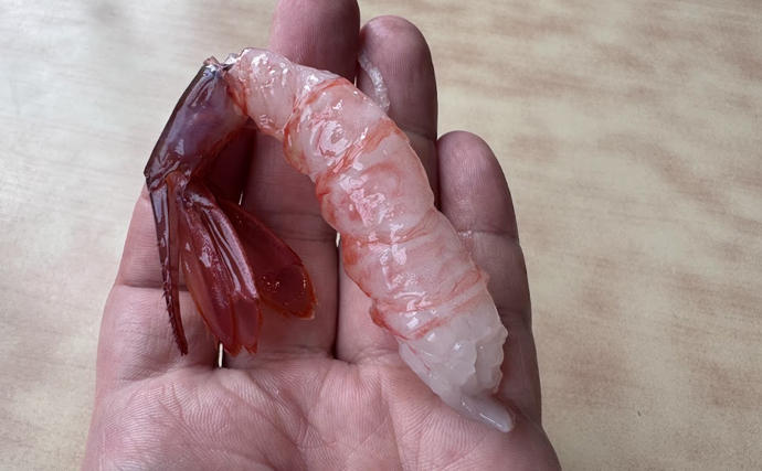 国産最高峰の高級エビ『ブドウエビ』は飛び抜けた美味しさ　昔は廃棄されていた？