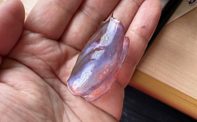 国産最高峰の高級エビ『ブドウエビ』は飛び抜けた美味しさ　昔は廃棄されていた？