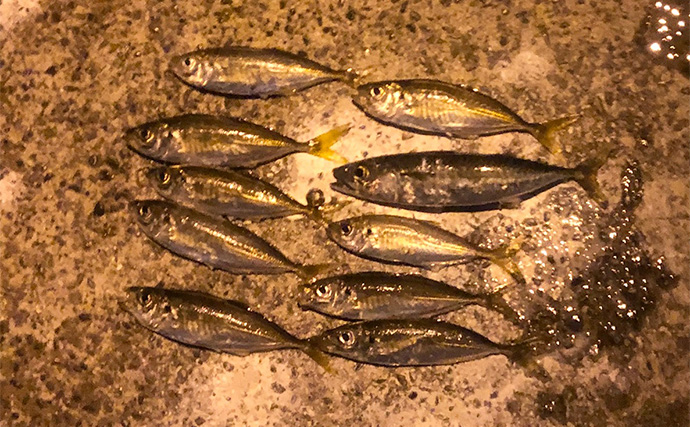 大阪湾沿岸の【秋に狙える釣りターゲット】　タチウオ・アジ・メバルは外せない！