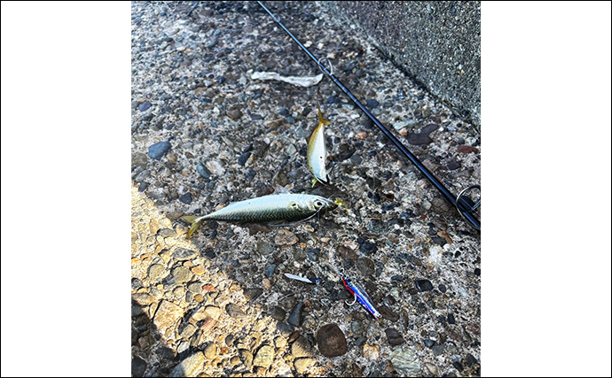 季節の変わり目「端境期（はざかいき）」の釣りは難しい？ 強い味方はジグサビキ