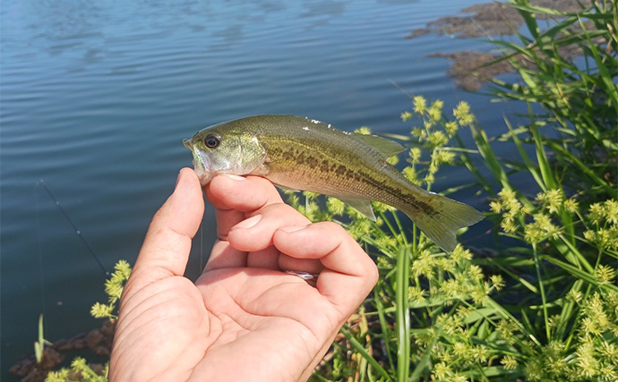 柴山沼でのブラックバス釣りで子バス7匹【埼玉・白岡】シェイクしながらの横引きで連発