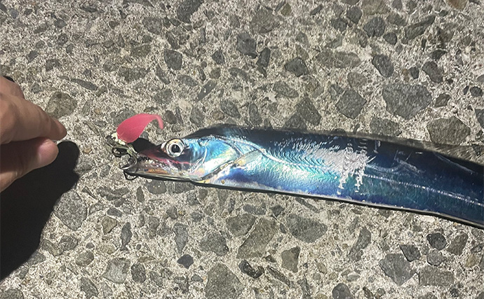 【陸っぱりルアータチウオ釣り】初心者向け攻略法　マヅメ時はワインドとジグの使い分けが肝！