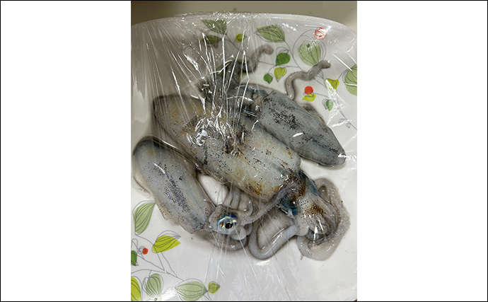 越前海岸で秋エギングが開幕！【福井】新子アオリイカ3匹キャッチに成功