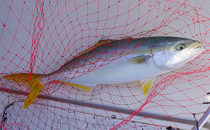 明石沖ボートジギングでハマチ3匹手中【兵庫】ジグの色よりも動きで食わす作戦が成功