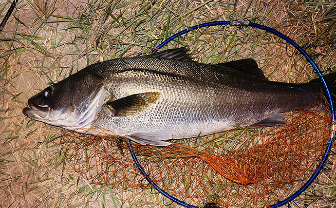 「動くルアーと動かないルアー」どちらが釣れる？ 使い分け方を解説