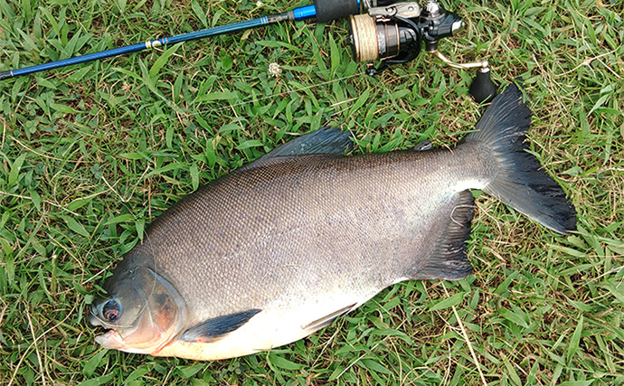 「日本でアマゾンの怪魚と強烈ファイト！」浜名湖フィッシングリゾートで56cmコロソマを手中