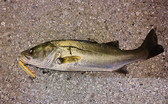 「動くルアーと動かないルアー」どちらが釣れる？ 使い分け方を解説