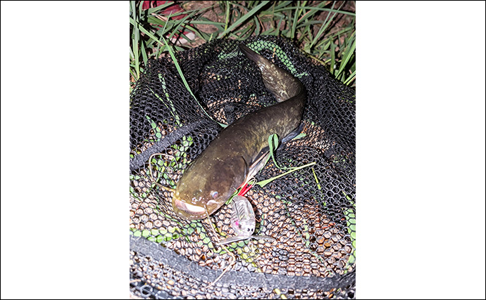 「バフッと炸裂バイト！」蟹江川のトップウォーターゲームで40cmナマズを手中【愛知】