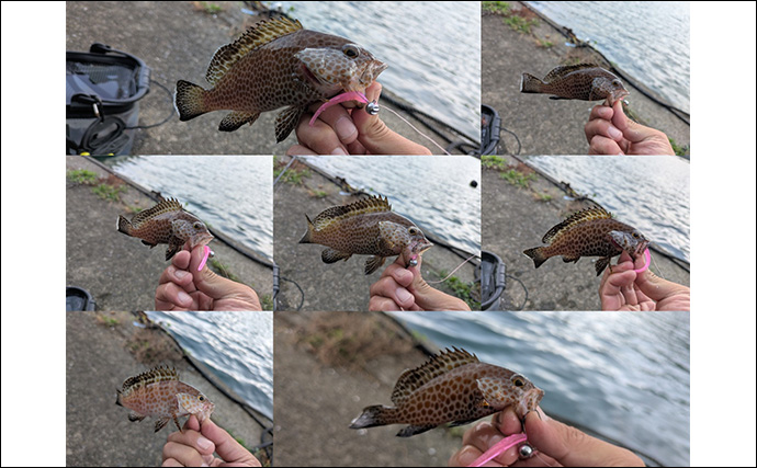 漁港ライトソルトゲームでオオモンハタ祭り！【三重・南伊勢】カンモンハタ＆ヤミハタも登場