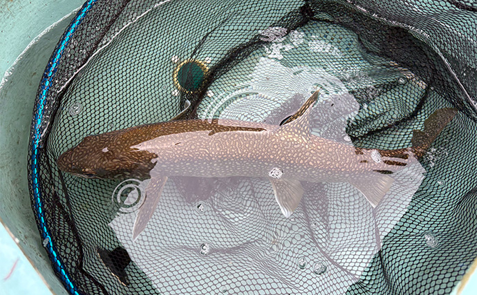 日本屈指の大物トラウトフィールド『中禅寺湖』で50cm超えレイクトラウトをキャッチ！