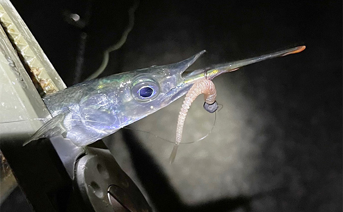 秋に沿岸に現れるサヨリはルアーで釣れるのか？ 食わすより引っ掛けるが正解か