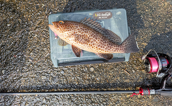 漁港ライトソルトゲームでオオモンハタ祭り！【三重・南伊勢】カンモンハタ＆ヤミハタも登場