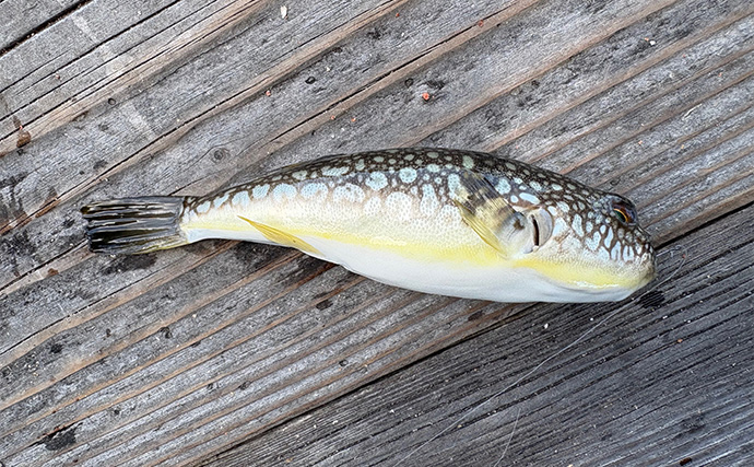 「メーター超えのアカメがヒット！」筏での泳がせ釣りでアカメを狙ってみた【高知】