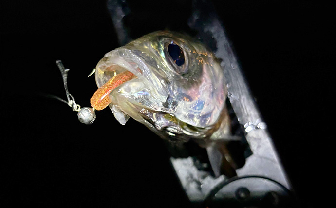 秋の釣りは「水温変化に伴う魚の動き」を理解しよう　風向きにも要注意