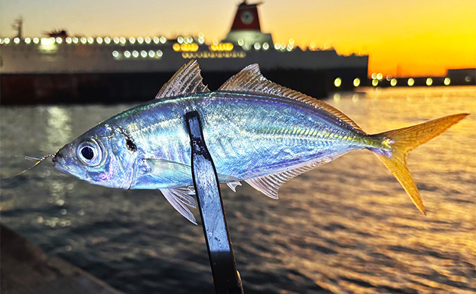 秋の釣りは「水温変化に伴う魚の動き」を理解しよう　風向きにも要注意