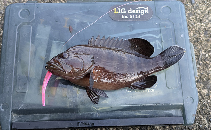 漁港ライトソルトゲームでオオモンハタ祭り！【三重・南伊勢】カンモンハタ＆ヤミハタも登場