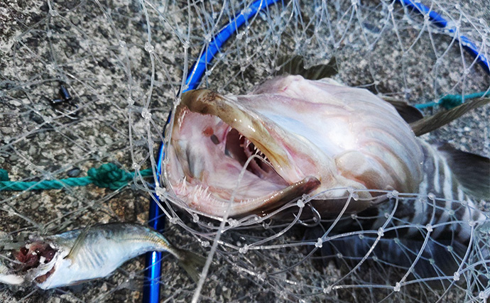 「漁港で高級魚クエが釣れる？」 エサ・ルアー釣りどちらでもクエキャッチに成功【和歌山】