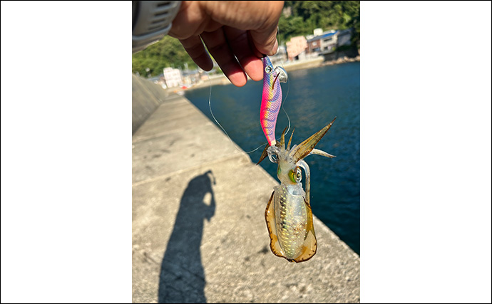 越前海岸で秋エギングが開幕！【福井】新子アオリイカ3匹キャッチに成功