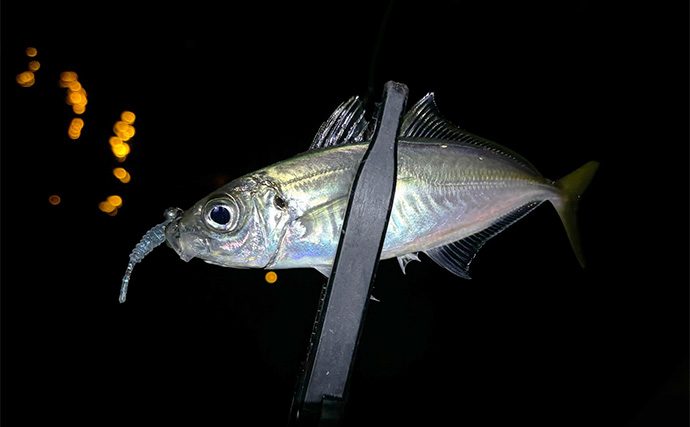 黒潮大蛇行の解消が釣りに与える影響とは？　ポイント再編で「改めて探り直す楽しみ」も！