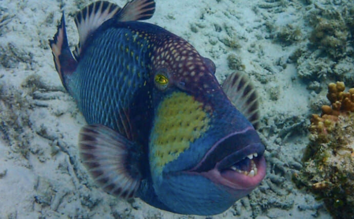 怖い顔で人間相手にも遠慮なく襲いかかってくるカワハギの仲間が話題