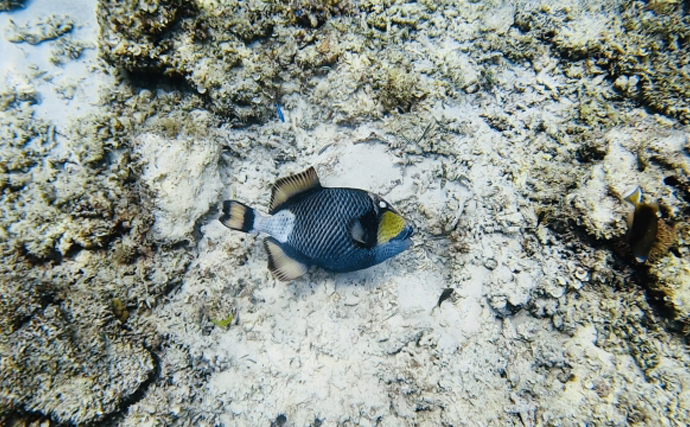 怖い顔で人間相手にも遠慮なく襲いかかってくるカワハギの仲間が話題