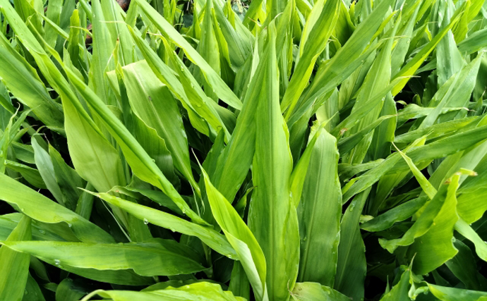 世界各地に存在する「フルーツの葉で包む」魚料理　柿にバナナの葉っぱなど