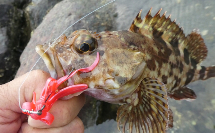 北陸の鮮魚店に並ぶ「八目（はちめ）」とは？　1魚種ではなくメバルやカサゴ類の総称だった