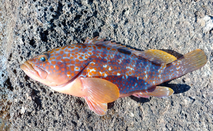 北陸の鮮魚店に並ぶ「八目（はちめ）」とは？　1魚種ではなくメバルやカサゴ類の総称だった