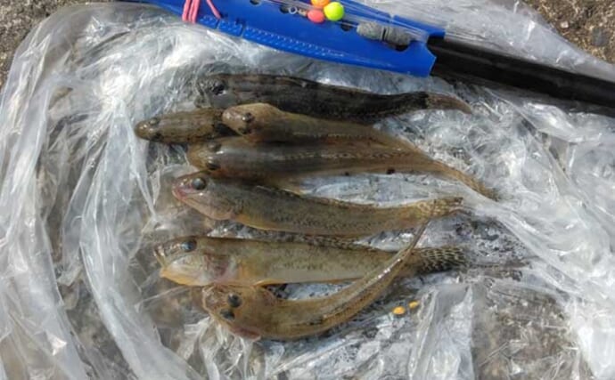 上総湊港のハゼ釣りで本命7匹【千葉】ジャリメエサのミャク釣りでキャッチ